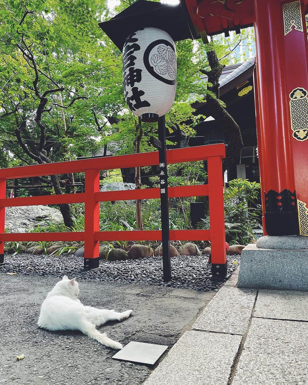 津田麻莉奈さんのインスタグラム写真 - (津田麻莉奈Instagram)「愛宕神社⛩ 今日は早い時間に仕事が終わったので 久しぶりに行ってきました。  出世の石段を登るのがメインイベントの予定でしたが 道に迷ってうろうろしていたら 間違えて石段の上に到着してしまった。 まさか出世の石段を下ることになろうとは……………。  一旦石段を下り、 まっさらな気持ちで出世の石段を登ってお参りしました。 で、また石段下って帰りました。 足腰ガクガク😇😇😇  境内で白猫さんに会えました✨ 夏の神社っていいよね。  −−−−−−−−−−−−−−−−−−−−−−−  #愛宕神社 #出世の石段  #神社 #神社巡り #東京　 #まりなる #津田麻莉奈」7月20日 18時32分 - tsudamarinal