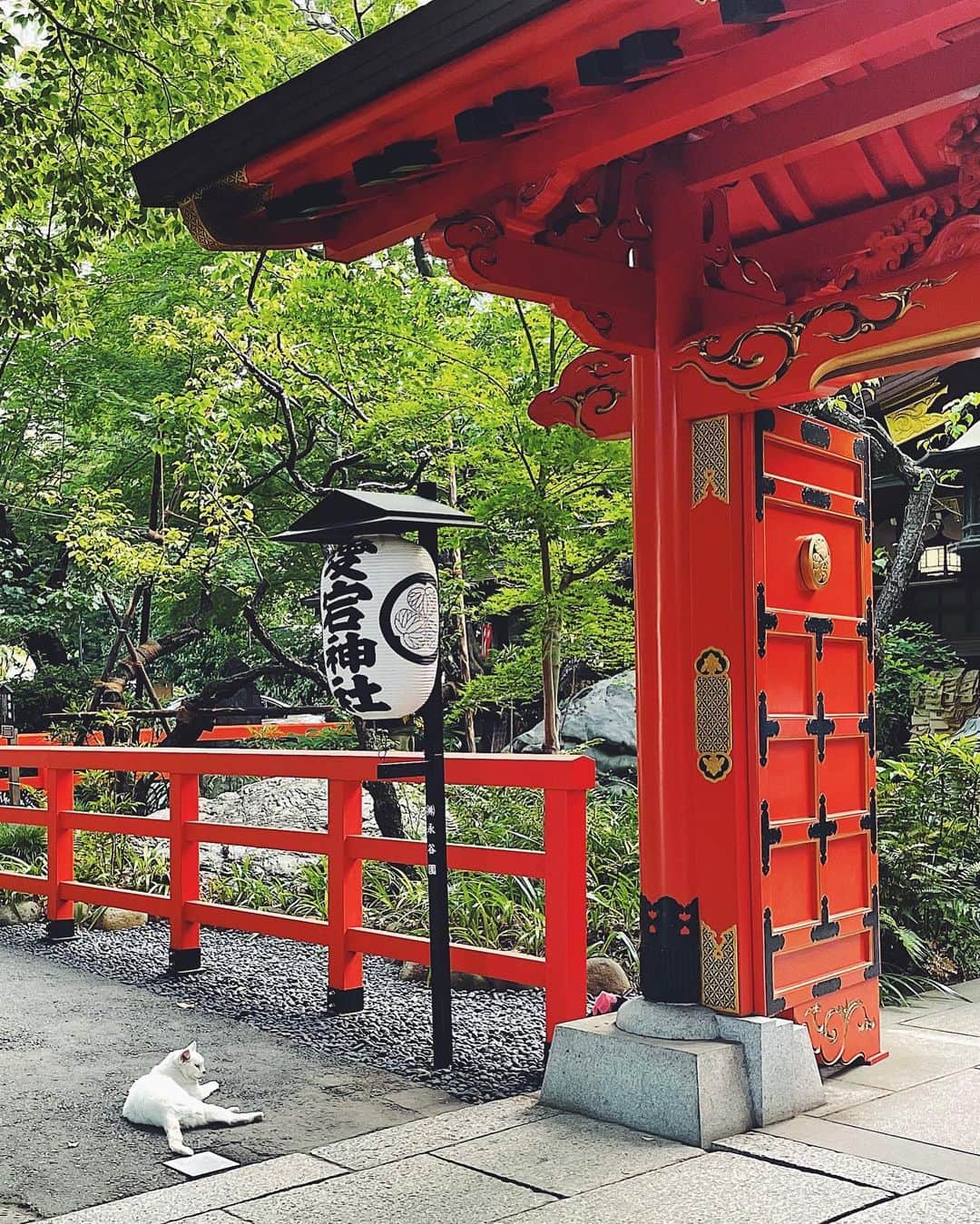 津田麻莉奈さんのインスタグラム写真 - (津田麻莉奈Instagram)「愛宕神社⛩ 今日は早い時間に仕事が終わったので 久しぶりに行ってきました。  出世の石段を登るのがメインイベントの予定でしたが 道に迷ってうろうろしていたら 間違えて石段の上に到着してしまった。 まさか出世の石段を下ることになろうとは……………。  一旦石段を下り、 まっさらな気持ちで出世の石段を登ってお参りしました。 で、また石段下って帰りました。 足腰ガクガク😇😇😇  境内で白猫さんに会えました✨ 夏の神社っていいよね。  −−−−−−−−−−−−−−−−−−−−−−−  #愛宕神社 #出世の石段  #神社 #神社巡り #東京　 #まりなる #津田麻莉奈」7月20日 18時32分 - tsudamarinal