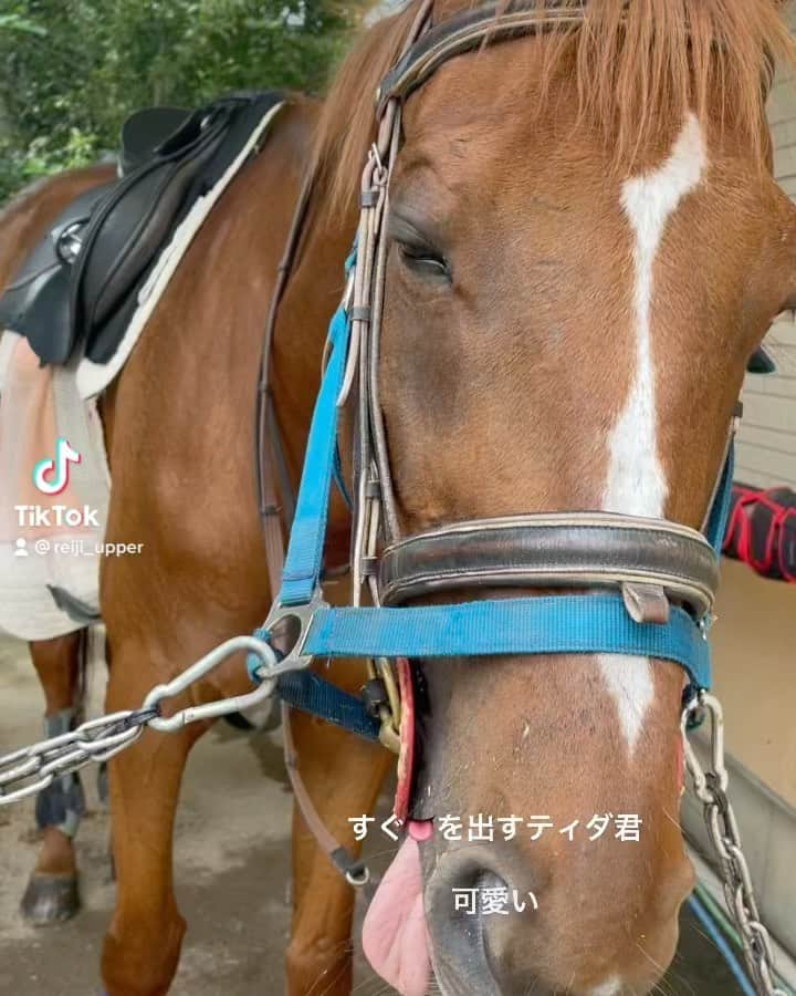 REIJIのインスタグラム：「#tiktok #馬 #乗馬 #horse #horseriding #引退馬  #ティダアパアパ」