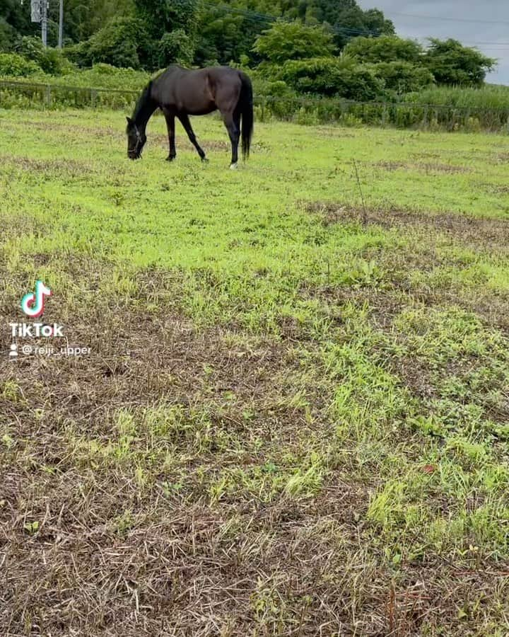 REIJIのインスタグラム：「#tiktok #馬 #乗馬 #horse #horseriding #引退馬」