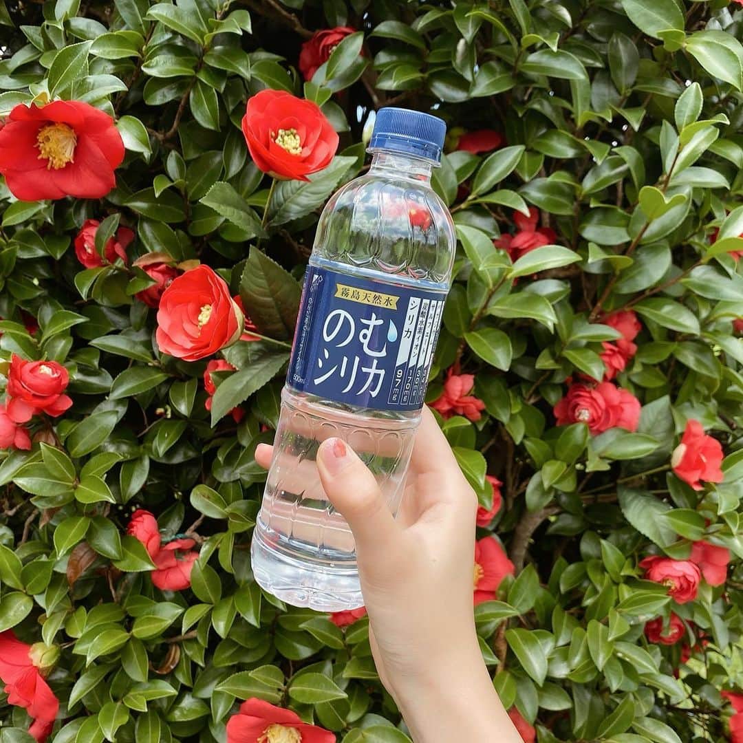中島亜莉沙さんのインスタグラム写真 - (中島亜莉沙Instagram)「酷暑ラウンド☀️ いよいよ夏が本気出してきましたね🔥 ⁡ 熱中症対策に水分補給は しっかりとしています。 せっかく飲むなら良いお水を！ と思い、最近は @nomusilica_official のむシリカを飲んでいます！ ⁡ のむシリカは中硬水なのに軟水みたいに飲みやすいのでグビグビ飲めるー♪ ⁡ ミネラル含有量が多く人工的に成分を添付していません。 新陳代謝も上がりデトックス効果で最近お肌の調子が良くなってきた気がする✨ いつもは汗をかくシーズンにお肌のトラブルに悩まされてたから嬉しいー！ ⁡ お料理にも使えるみたいなので今度使ってみよーーっと🍳 ⁡ 今なら20％オフキャンペーン実施中みたいです！ ⁡ #golf #archivio #ゴルフ #ゴルフ女子 #アルチビオ #シリカ #シリカ水 #のむシリカ #supported #ナチュラルミネラルウォーター #霧島天然水 #美容 #デトックス #ケイ素 #ダイエット#PR」7月20日 18時04分 - arisan_days