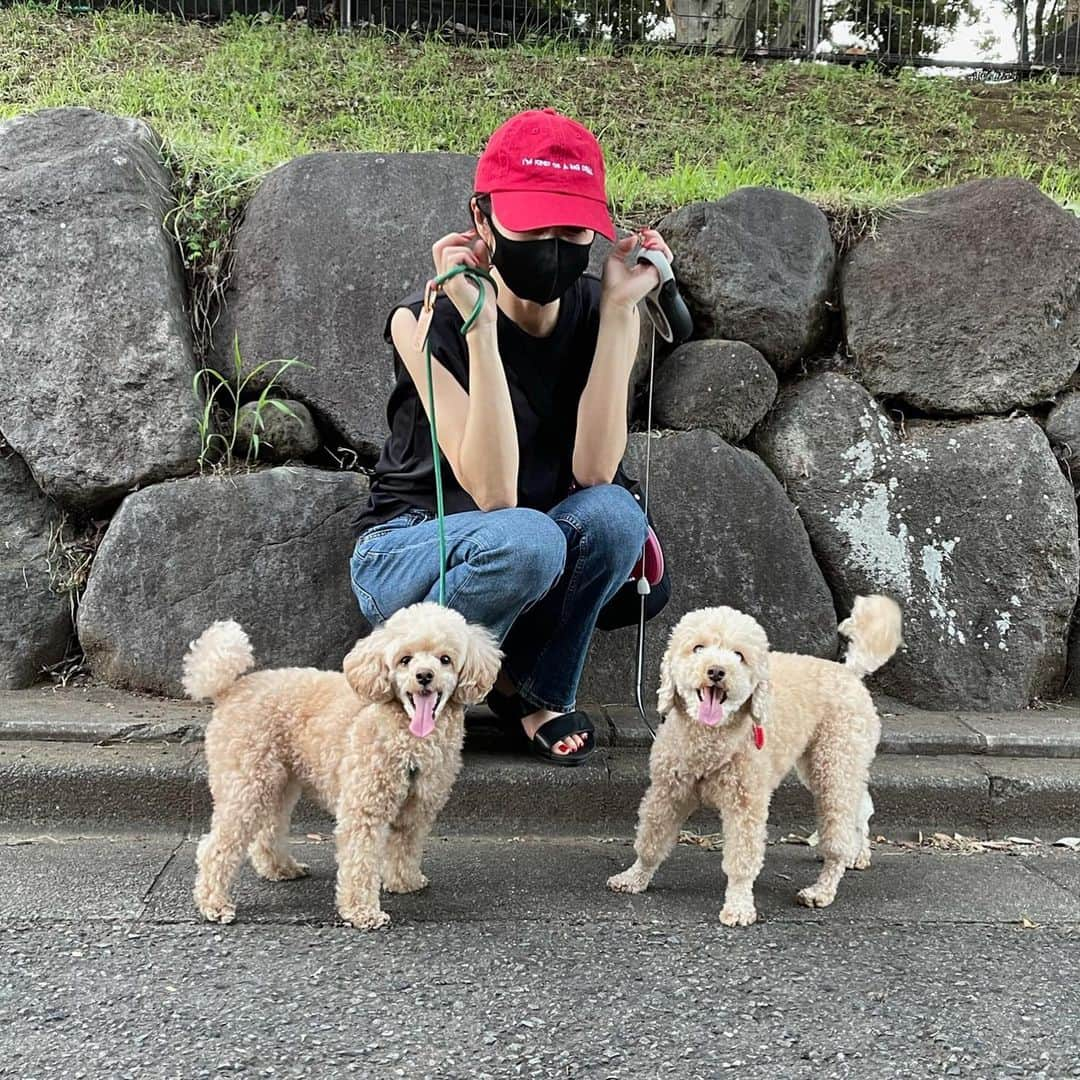 矢田亜希子さんのインスタグラム写真 - (矢田亜希子Instagram)「暗くなる直前のお散歩♪ #公園まで歩いてお散歩#珍しく並んで写真撮れた#姉妹犬#リード伸ばしは公園内で人がいない時だけ#トイプードル#toypoodle #ほぼ夜散歩ね 左がもなか♡右がきなこ♡」7月20日 21時04分 - akiko_yada