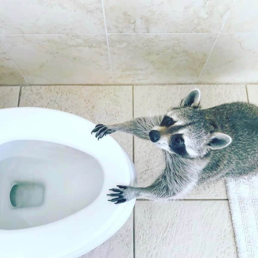 パンプキンのインスタグラム：「For some reason I’ve been getting a lot of questions about where our girl Pumps went to the loo. Well, here’s your answer! #petsofinstagram #potty #love」