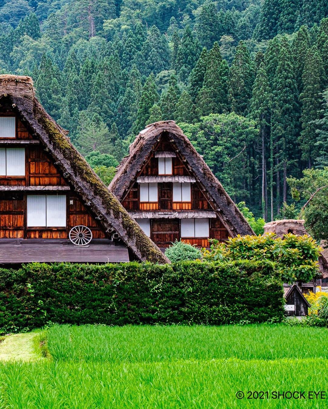 SHOCK EYEさんのインスタグラム写真 - (SHOCK EYEInstagram)「先日訪れた世界遺産の白川郷✨  長いものだと約300年前から現存する合掌造りの日本家屋が立ち並ぶ日本の原風景が残されている場所。  まさに心のふるさとのような感覚。  本当に素晴らしかった。  集落をのんびりと歩く。  若稲の緑、小川のせせらぎ、蝶、カエル、トンボに小鳥、伸び伸びと生きる小さな生き物達。  都会暮らしとはまったく違う、ゆっくりとした贅沢な時が流れていたよ。 人間らしさを取り戻す時間。。  まるで昔話の世界にタイムスリップしたようだった。  「売らない、貸さない、壊さない」の三原則を定め、民家の外観を壊す改装は行わないようにしているらしく、 後世にも日本の文化と歴史を残そうとしているその姿が本当に素晴らしいなと思ったよ。  まさに世界遺産✨🙏  パワースポットとはこういう場所のことを言うんだろうな。  心のコリが一気に取れたような感覚でした。 また違う季節に訪れたいな。  This is the scenery of Japan!🇯🇵  Take a leisurely walk through the village. It was just like the hometown of my heart. Time to regain humanity.  It was like traveling back in time and it was really great.✨  #白川郷 #世界遺産 #合掌造り集落  #合掌造り #和田家 #パワースポット #shirakawago #shirakawa #worldheritage #gifu #gifuprefecture」7月21日 10時48分 - shockeye_official