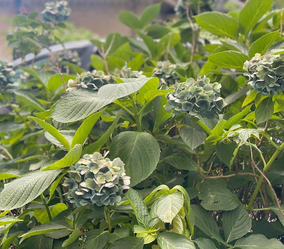 宮本侑芽のインスタグラム：「緑になった紫陽花が可愛くて！」