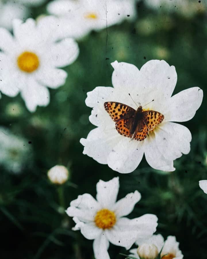 Linda Lomelinoのインスタグラム：「I’m making a video about growing plants in a raised bed (as a complete beginner so don’t expect any tips 😂). I started filming a few months ago while planting the seeds and so far so good! Things are growing and blooming except for my cosmos flower which is just growing and not blooming that much 😬 Maybe it’s just too early in the season (in Sweden)? Anyway, this is @susanhubel’s cosmos flowers from a couple of years ago. I was lucky to have that little butterfly pose for me 🦋」