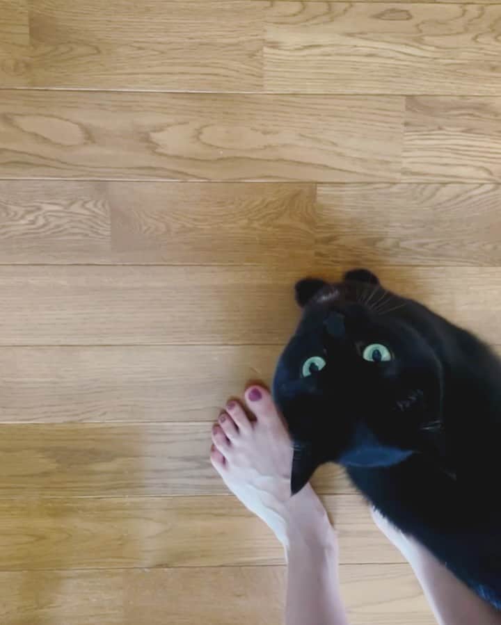 中田絢千のインスタグラム：「とあるひるさがり☀︎ #cat」