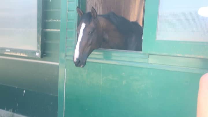 のインスタグラム：「🐎🐎🐎 #horse」