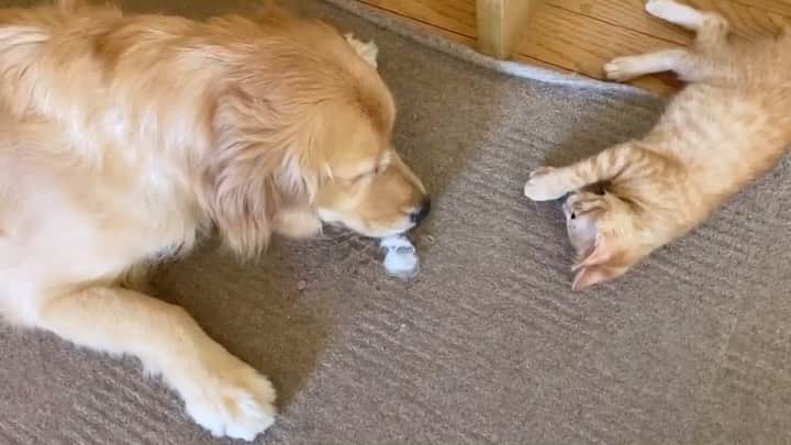 篠原信一のインスタグラム：「夏といえば氷🧊 チャコの初氷🐱 #ゴールデンレトリバー  #goldenretriever #いぬすたぐらむ  #いぬのいる暮らし #茶トラ猫 #ねこ #cat  #保護猫 #ねこのいる暮らし #夏といえば #氷 #初」