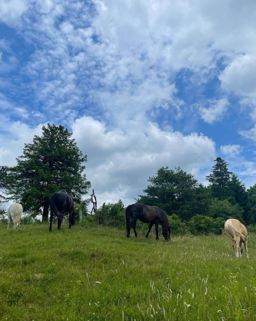 RiRiさんのインスタグラム写真 - (RiRiInstagram)「@amamu_official 🤍 月に１回行って、チューニングしたい場所🌿 もう天馬夢に行きたくなった🥺✨ 放牧されているお馬さん達かわいかった🧚🏻‍♂️🎶」7月22日 11時26分 - _ri420