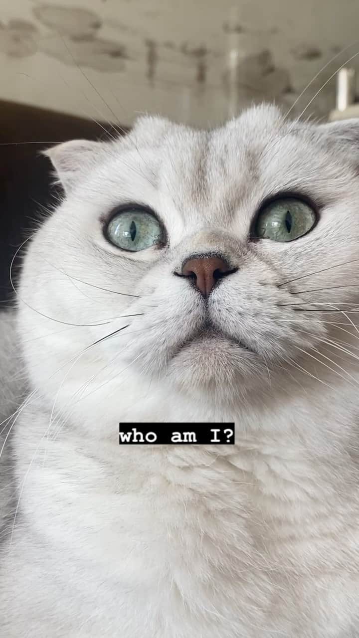 Hiroのインスタグラム：「I believe that if we are honest with ourselves, the most fascinating problem in the world is…. Who am I?  #inspiration #motivation #motivationalquotes #deepquotes #selfhelp #love #viral #cats #scottishfold #superhirocat #alanwatts」