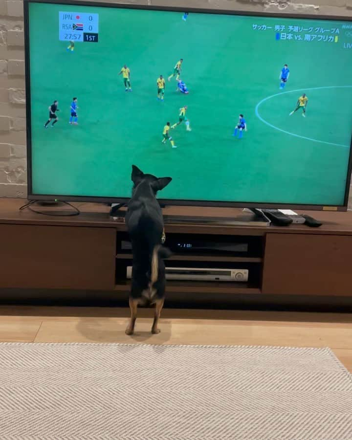 内田裕斗のインスタグラム：「大地がんばれ！！  サッカーに興味津々⚽️ #愛犬 #とと」