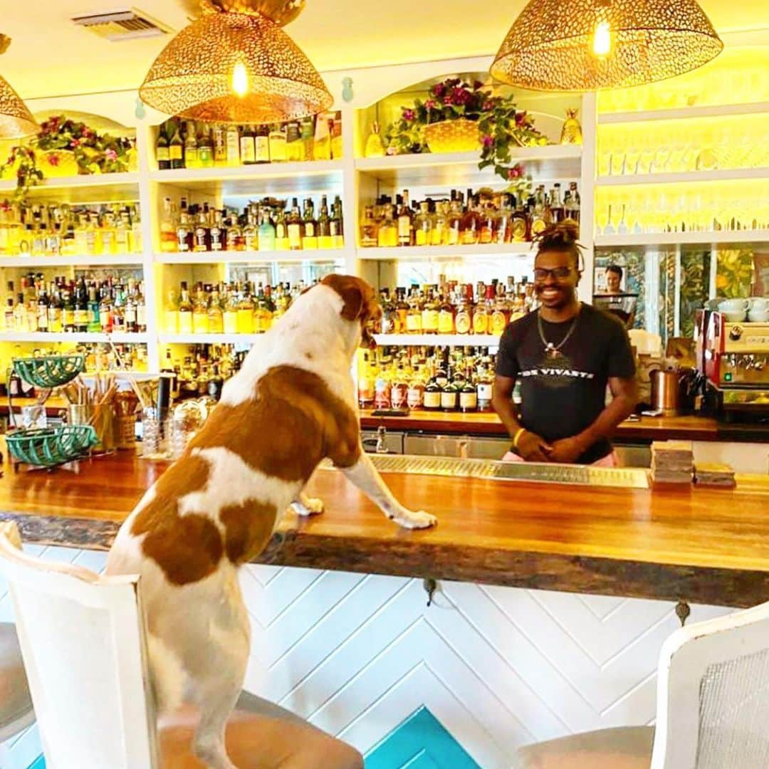 パンプキンのインスタグラム：「🐶”Hello good sir! I’d like a Potcake Punch please!”   We are thrilled to share that we have teamed up with @bonvivantsbahamas to create a signature cocktail to raise money for the @bahamashumanesociety !!!! All proceeds will be donated. The Bahamas Humane Society is an incredible place and do so many amazing things for the animals of the Bahamas! And a special thank you to @bonvivantsbahamas for making this a reality! So hopefully I’ll see you there for a drink… or two! Peace and love, Team Pumps Xoxox」