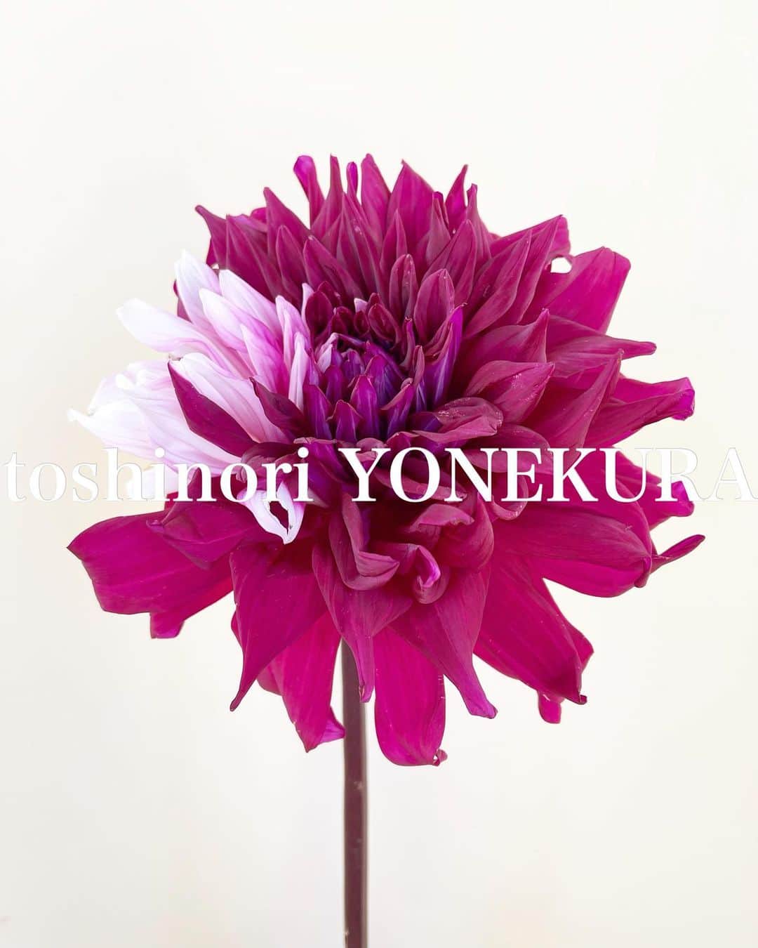 米倉利紀さんのインスタグラム写真 - (米倉利紀Instagram)「flowers of this week #男花 #花のある生活」7月23日 17時02分 - toshi_yonekura