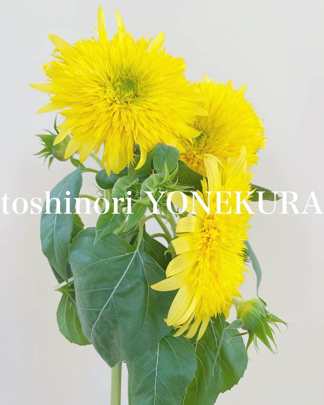 米倉利紀さんのインスタグラム写真 - (米倉利紀Instagram)「flowers of this week #男花 #花のある生活」7月23日 17時03分 - toshi_yonekura