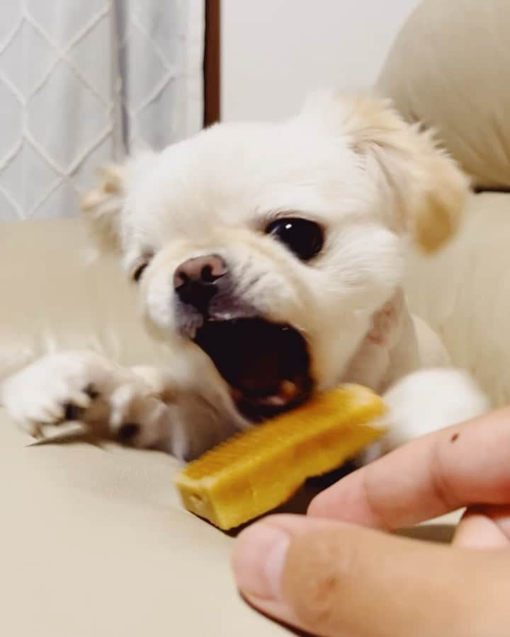 juntowaのインスタグラム：「ヒマチー食べている時は猛犬。#猛犬注意#ヒマチー」