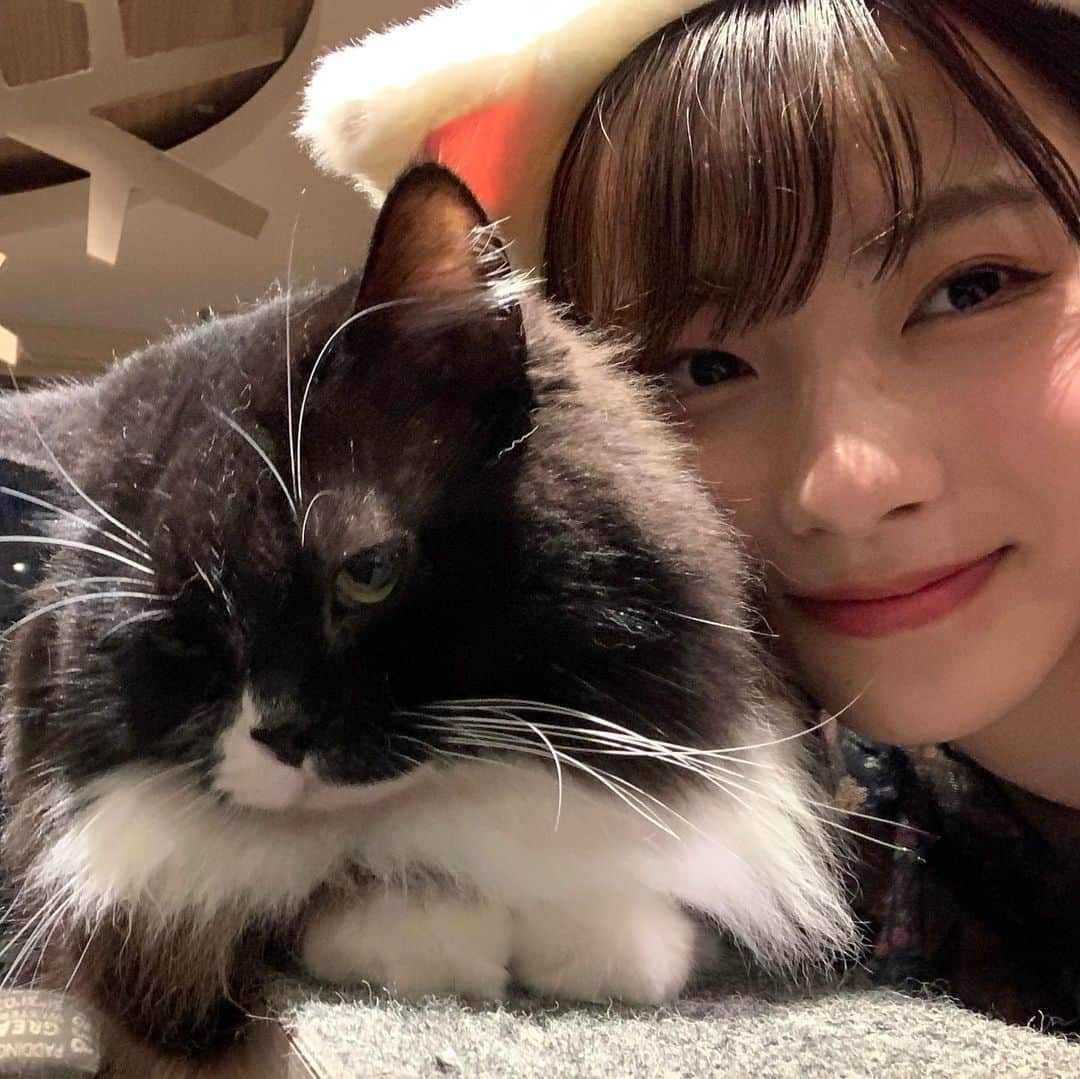 高橋恋子のインスタグラム：「そいえば最近 猫カフェに行ったんだっ  ฅ^•ω•^ฅ . . . .  この猫ちゃん、顔埋めても全く  動揺しないの!!  可愛いよねん、癒された 🌨  友達になってくれええええ! . . .  #猫カフェ   #ふわふわ」