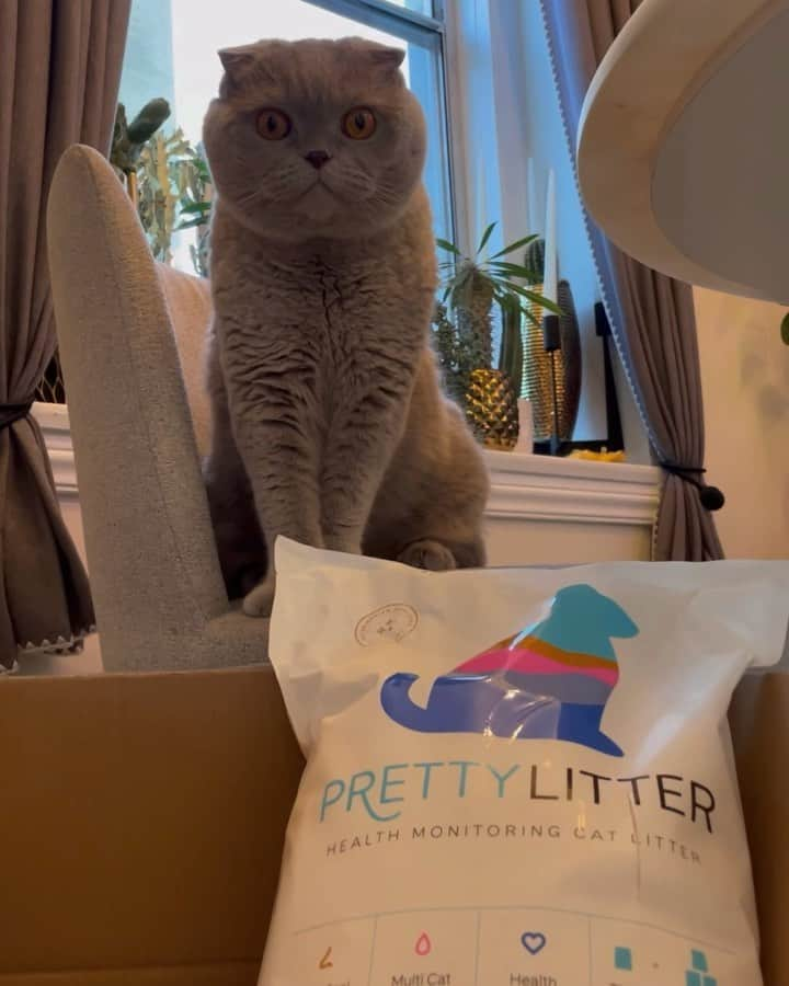 Millaのインスタグラム：「We are a @PrettyLitter household! Milla, Winona & Kubrick give it 4 paws up! 🐾PrettyLitter is lightweight, odorless, low-maintenance and best yet, keeps tabs on our cat’s health by changing color. Add the convenience of FREE SHIPPING to your doorstep! #ad Go to prettylitter.com and use code MILA20 to get 20% off your first order!   #millathecat #prettylitter #prettylittercats #prettylitterkitty #meow #meowmeow #purr #cat #cats #catsofinstagram #cats_of_instagram #catstagram #catlife #catcare #cathealth #catlitter #kittylitter #catfood #petwellness #kittens #kittensofinstagram #bestmeow #catlover #catoftheday #catlovers #catlove #catsofig #catloversclub #catsofworld」