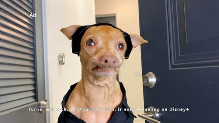 Tuna {breed:chiweenie} のインスタグラム：「#ad Tuna loved the Original Series of Turner & Hooch on @disneyplus so much that he wanted to review it by reenacting it. As you can see, the new reboot is wildly entertaining, action-packed, hilarious, and family-friendly! Not to mention it’s adorable, thanks to slobbery Hooch. To stream the Original #TurnerAndHoochSeries on #DisneyPlus starring @shuapeck as Scott Turner, visit the link in Tuna’s bio or go to Tuna’s Stories and swipe up!」