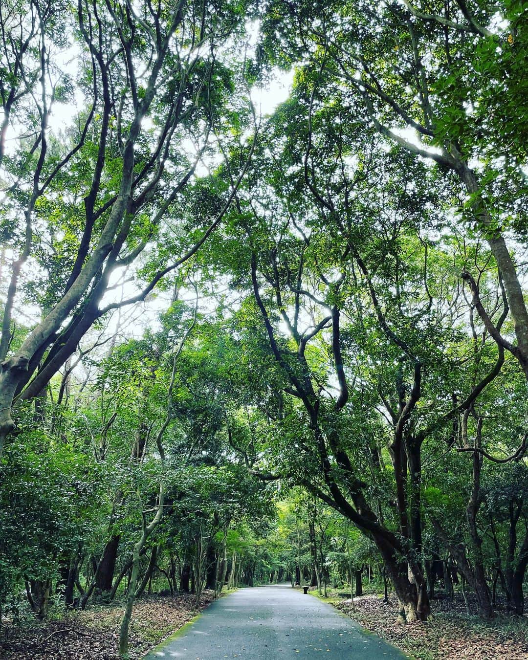 米澤有さんのインスタグラム写真 - (米澤有Instagram)「朝の太陽と木から溢れる光が好き♡ 朝から汗かくのも気持ちがいい‼︎ 好きな時間です☺️  #朝ラン #森林浴 #癒しの時間」7月24日 8時31分 - yu.u.yonezawa