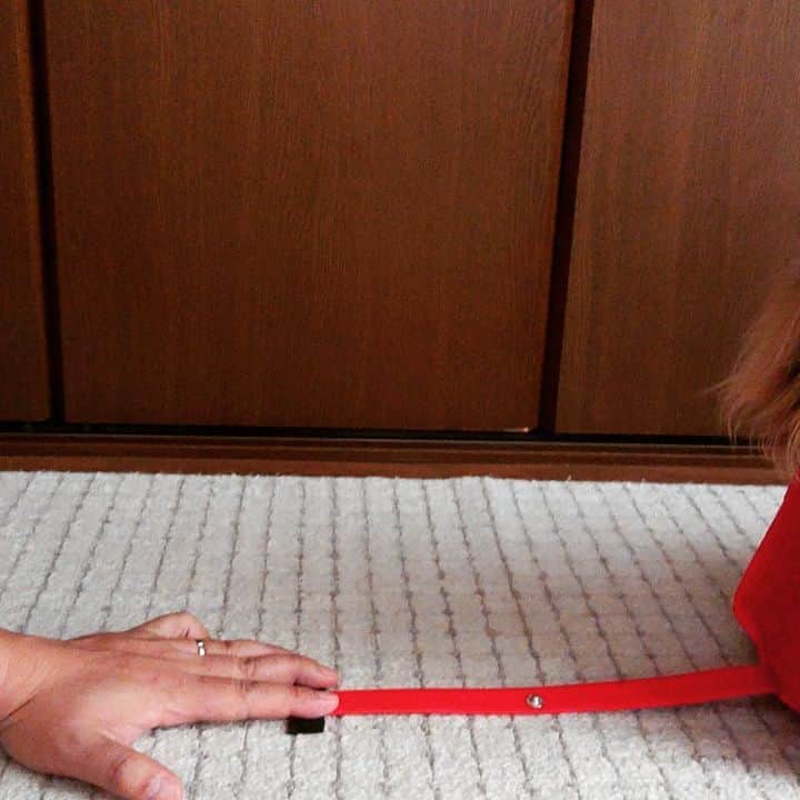 くるみんのインスタグラム：「* 昨日postした付録のコールマン 小さいけど、ちゃんと車輪が回るぞ  #カニンヘンダックスフント #カニンヘンダックス #カニンヘン #カニンヘンダックスフンドの日常 #カニンヘンダックスフンド #カニンヘンの会 #チョコタンダックスフント #チョコタンダックスフンド #チョコタンダックス #チョコタン #ダックスlove #ダックスフント #ダックスフンドカニンヘン #ダックス部 #ダックス #ダックスフンド #ダックス大好き #ダックスの日常 #ダックス短足部 #いぬばか部 #いぬすたぐらむ #短足部 #わんこなしでは生きていけません会 #コールマン #coleman #付録#dachshundgram #dachshund #dachs #dogstagram」