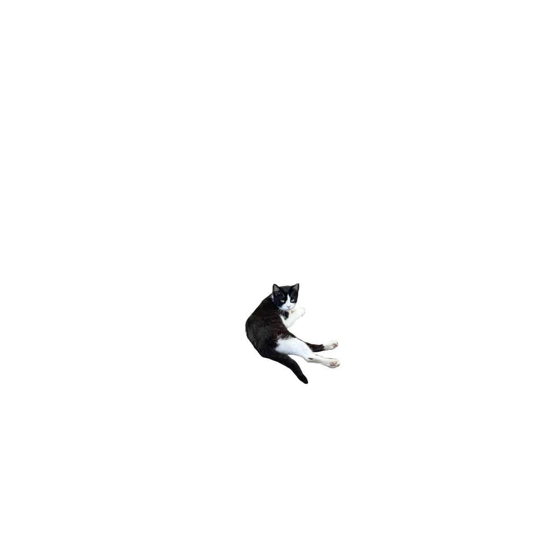 関取花のインスタグラム：「猫」