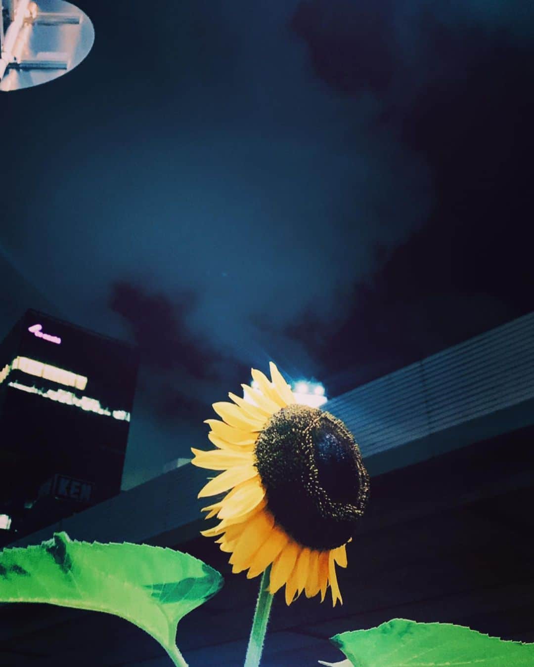 倉田茉美さんのインスタグラム写真 - (倉田茉美Instagram)「凛として、夏🌻」7月25日 1時42分 - sena_sayu122