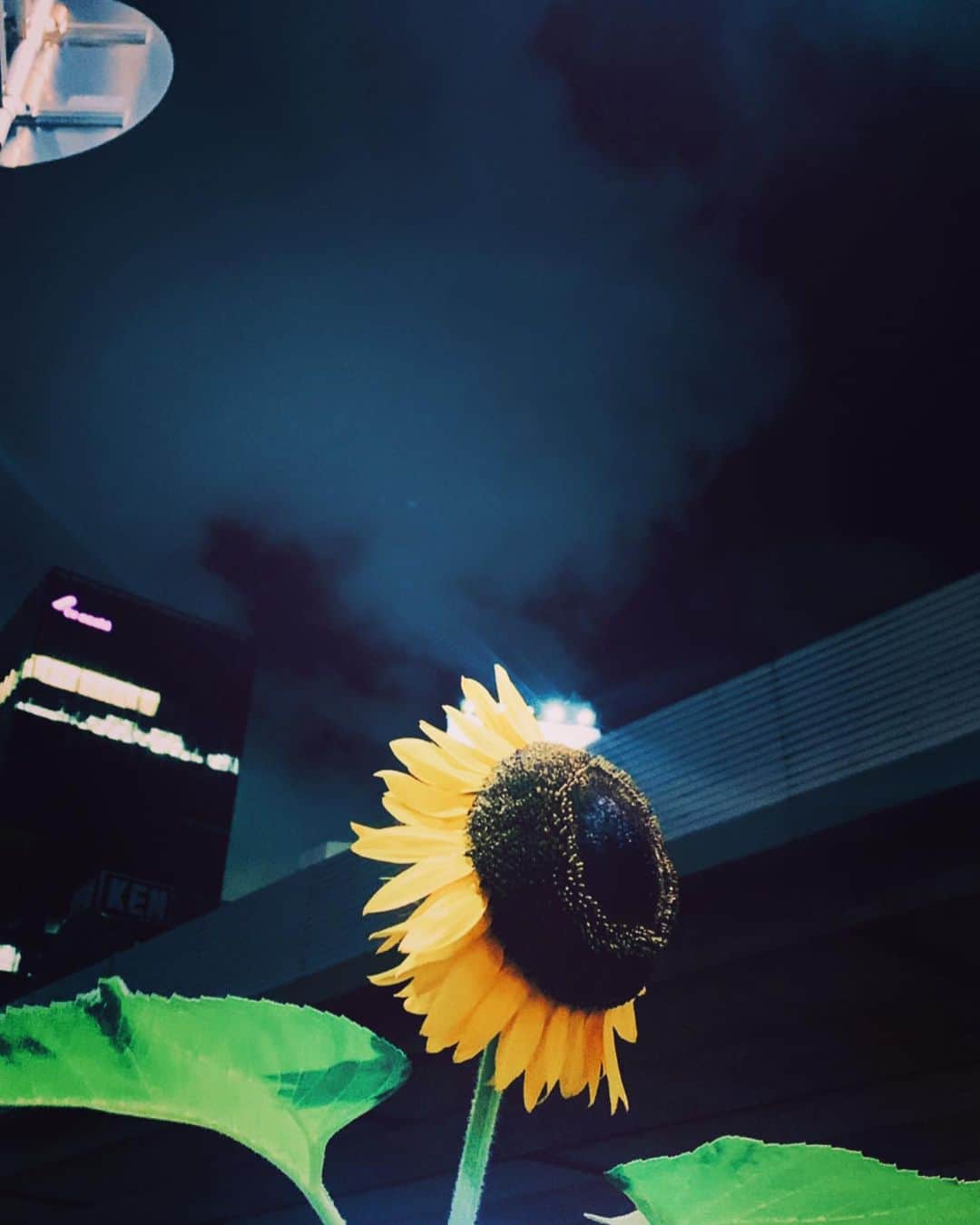 倉田茉美のインスタグラム：「凛として、夏🌻」