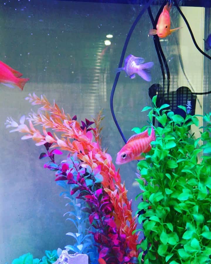 櫻井智のインスタグラム：「涼やかな水槽に 色鮮やかな金魚？達〜🐠 見ーつけ🤩 綺麗〜🐠🐠🐠  ※書き足し（21時10分） 熱帯魚ですかね😂🐠」