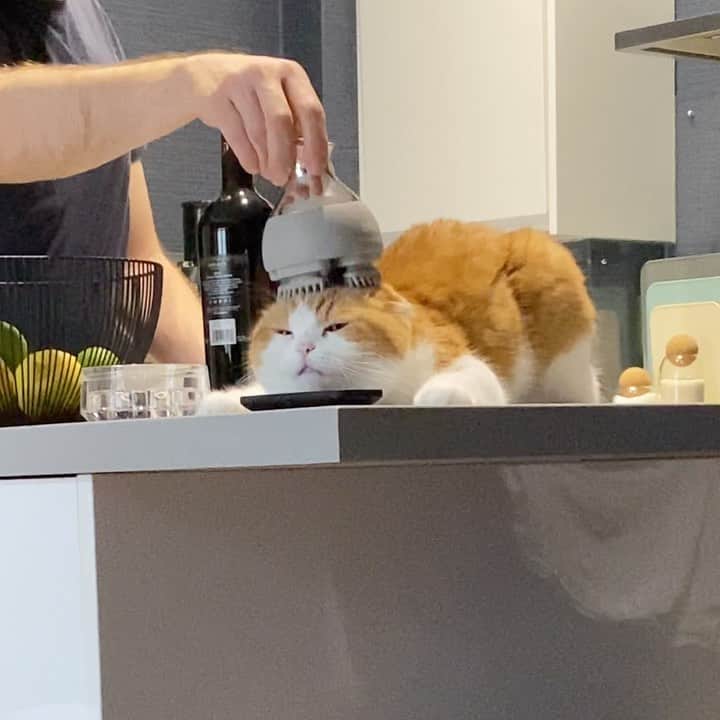 Nana _The Scottish Foldのインスタグラム：「Nana appreciating my splurge on a scalp massager😂 빠져든다옹😻 . . .  #고양이 #猫 #ねこ #スコ #cat #cats #catstagram #catsofinstagram #instagramcats #instacat #bestmeow #catoftheday #catsofworld #catsloversworld #catsofday #냥스타그램 #냥이 #caturday #gatos #cats_of_instagram #ilovemycat #catselfie #kittensofinstagram #kittens #catsdaily #kucing #스코티쉬폴드」