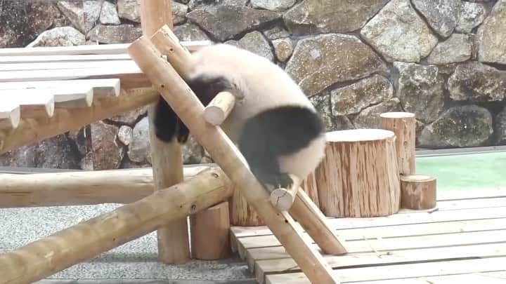 天才！志村どうぶつ園のインスタグラム