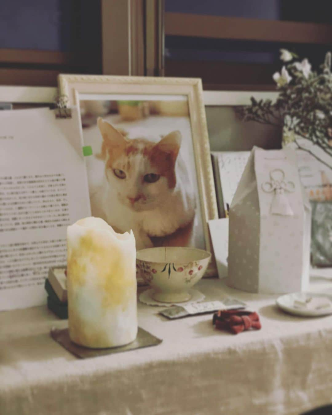 猫沢エミさんのインスタグラム写真 - (猫沢エミInstagram)「イオちゃんの物語、書けたよ。  まだたくさん手直ししなきゃいけないけど、イオに最初に読んでもらいたいから、今夜はここに置いとくね。  ダメ出し箇所があったら、肉球チェック入れといてくれる？  お願いね。  #イオちゃんフォーエバー　#猫と生きる」7月25日 2時41分 - necozawaemi