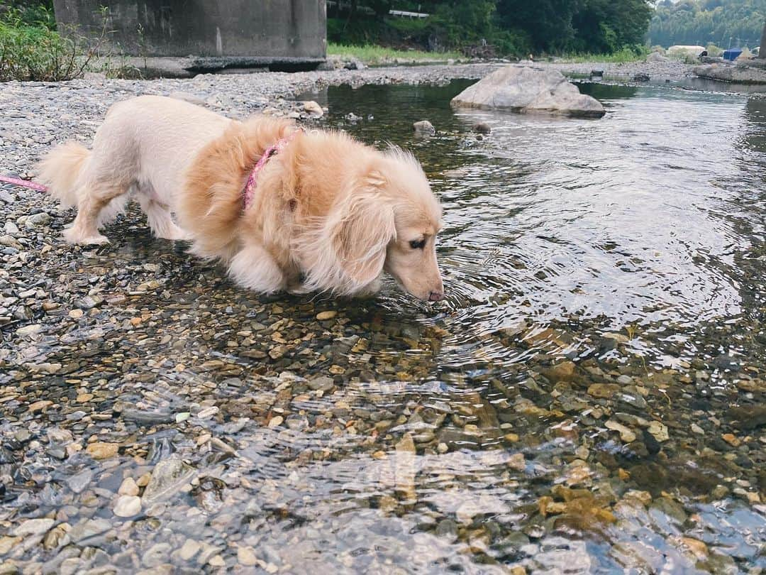 BETTYさんのインスタグラム写真 - (BETTYInstagram)「Happy summer time✨ ちゃぷちゃぷ犬🐶」7月24日 21時25分 - betty_style