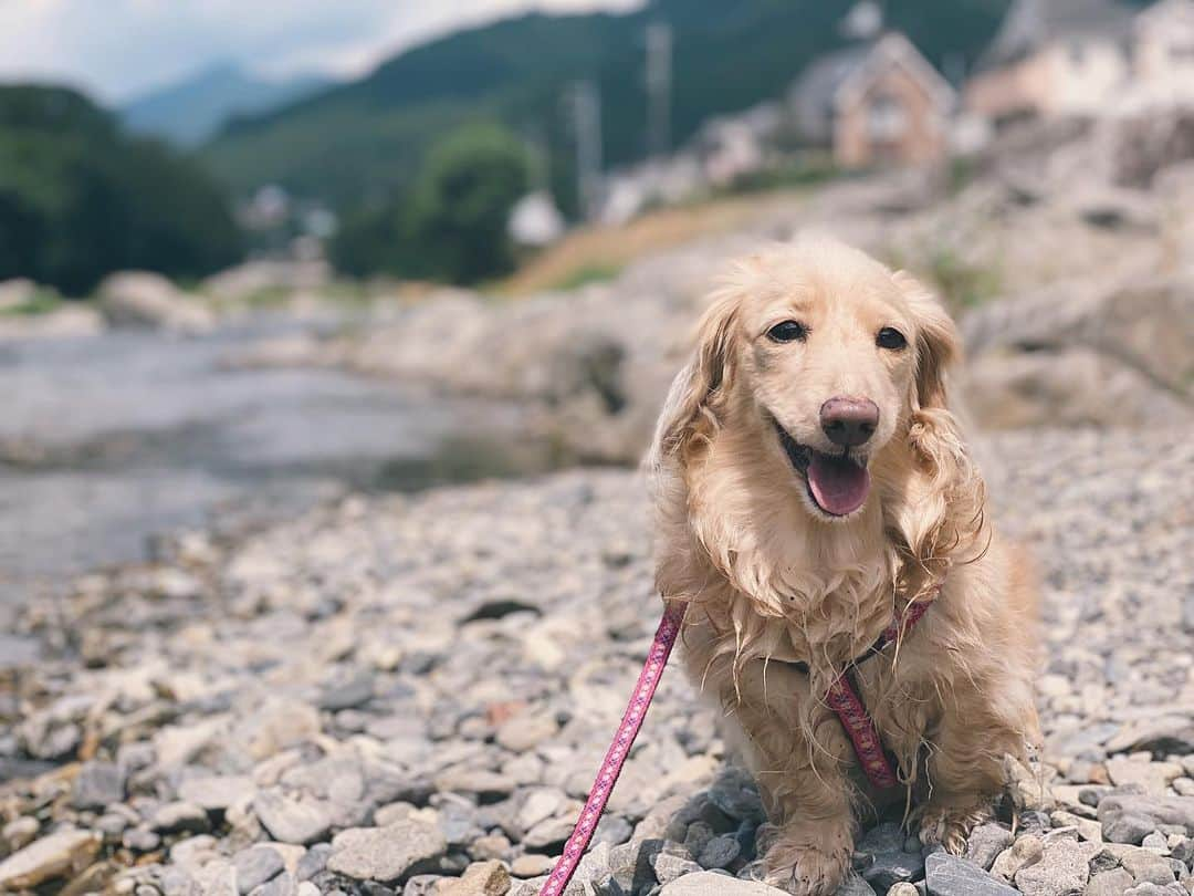 BETTYのインスタグラム：「Happy summer time✨ ちゃぷちゃぷ犬🐶」