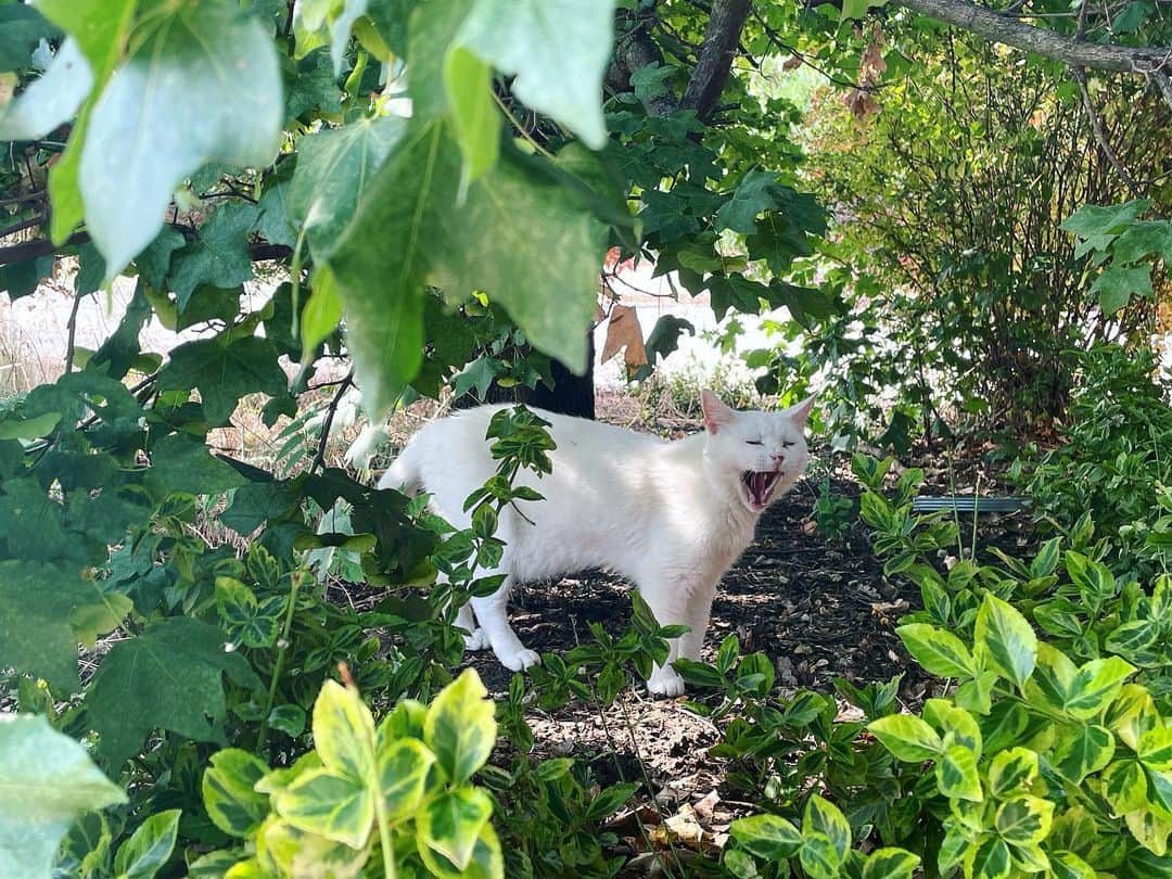 のインスタグラム：「Me at breakfast」