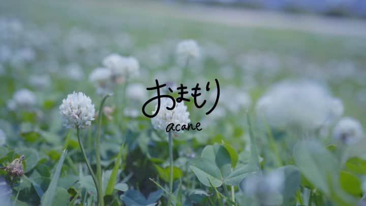 acaneのインスタグラム：「・ とうとう明日！ 7月25日20:00〜 acane YouTubeチャンネルにて 『おまもり』のMVが公開されます❤︎  サウンドプロデューサーの ひでさん @hidex_bgm がなんと カメラマン&ディレクションを始めたので 一緒にMVまで作り上げてくれました！  ひでさんに心許しすぎて 終始ニコニコしたMVになってて めちゃくちゃMV自体が 可愛いので見てほしい。。。  ヘアメイクは りほやまちゃん @rihoyama が 可愛くしてくれました🥺❤️  お楽しみに🥰🥰🥰」