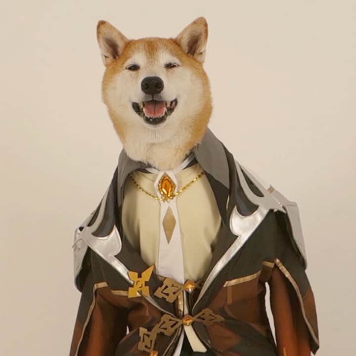 Menswear Dogのインスタグラム：「Want a quick meal to pick us back up? 🍲  Bodhi channels Zhongli aka Rex Lapid aka Morax, using his expertise in all things to cook up a special dish.   Link in bio or swipe up to download Genshin Impact #ad」