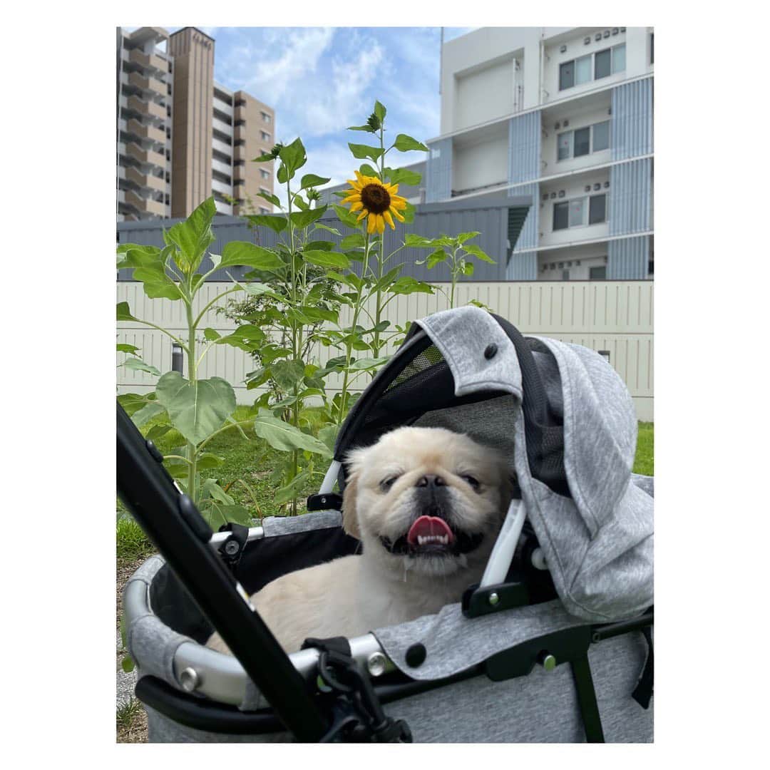 有田優理香のインスタグラム：「🌻🐶  ひまわりに負けず大きく育て。 てっぺいよ。  #pekingese #ペキニーズ #ぺきすたぐらむ #犬界の藤原竜也 #久々のインスタ登場 #リハビリ頑張ってます」