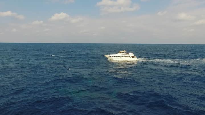 SKYtomoのインスタグラム：「過去に僕が撮った映像だけど、沖縄でも、こんな近くでクジラが見れるんだよね。。  #クジラ #ドローン #dji」