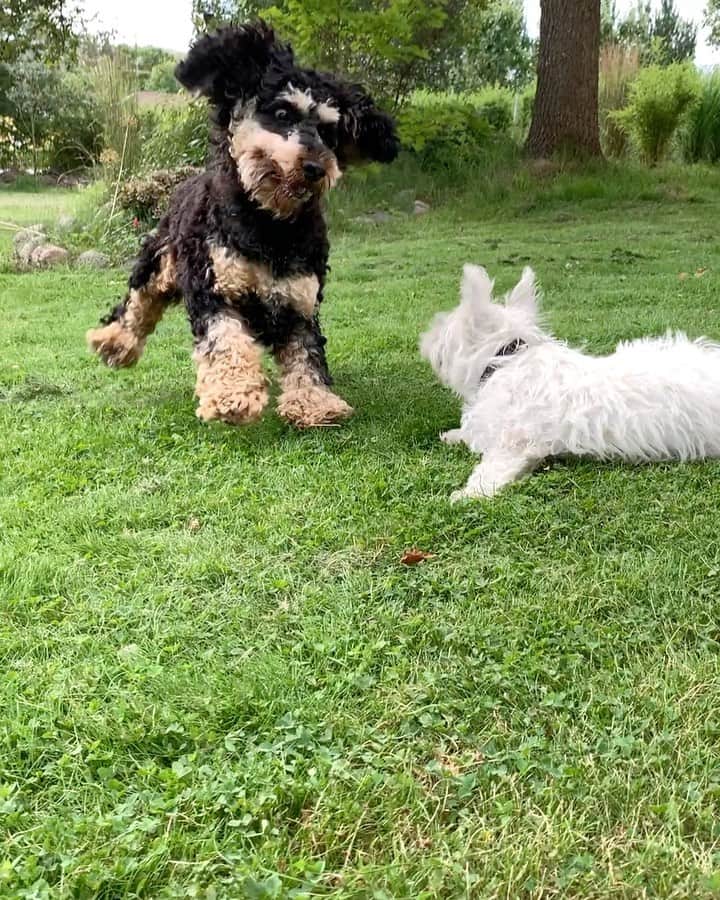 FluffyPackのインスタグラム：「Bandit Vs Frasse ”The furious”😄 . #bandit #weeklyfluff #cockerpoo #sommar #poodle #cockerpoosofinstagram  #puppy #fluffy #puppylovers #sweden #dogs #westies #lol #funny #犬 #собака #perro #fun #sweden #9gag」