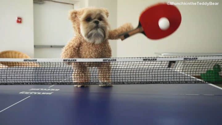 Original Teddy Bear Dogのインスタグラム：「That time I practiced ping pong for the #Olympics 🏓🥇🐾🐶🐻 Tag someone you want to play with!」