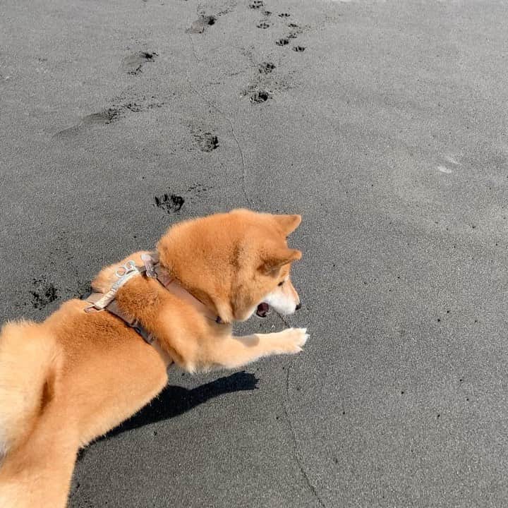 Coffeeのインスタグラム：「Jump Jump at the beach  #coffee_and_apple」