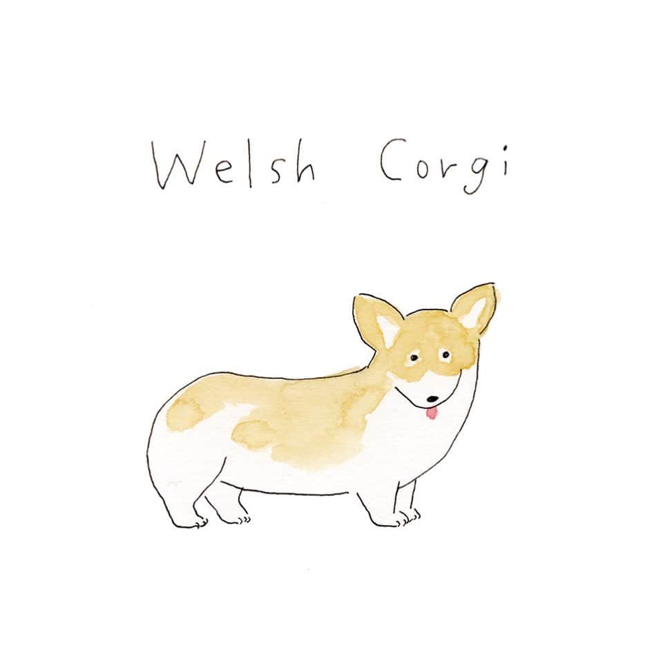 ハルペイさんのインスタグラム写真 ハルペイinstagram コギオ Welshcorgi ウェルシュコーギー コーギー わんこ Harupei ハルペイ Doodle Draw Drawing Illustrator Illustration Japan 絵 雑貨 湘南 イラスト イラストレーター ゆるい 茅ヶ崎 7月25