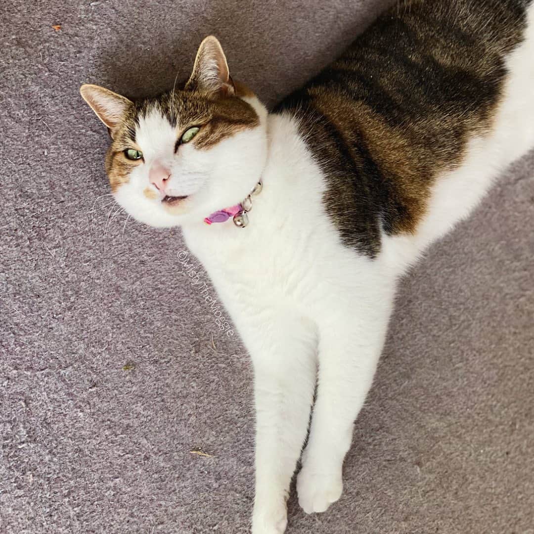 Misty The Moggieのインスタグラム：「We think Misty just automatically flops to the floor whenever she sees someone pick up a paper fan now 😂 #pamperedcats」