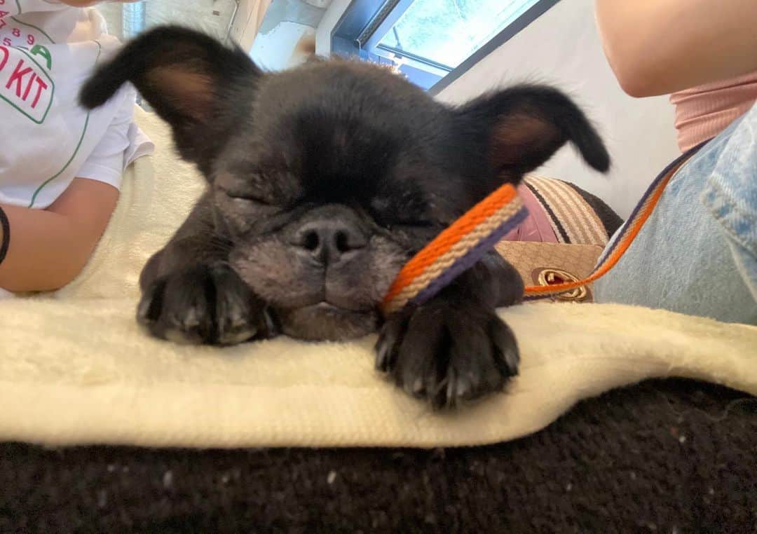 のインスタグラム：「・ スヤスヤ💤❤️ 『最高の昼寝日和だワン』 と言っております。 サービスショットです📷」
