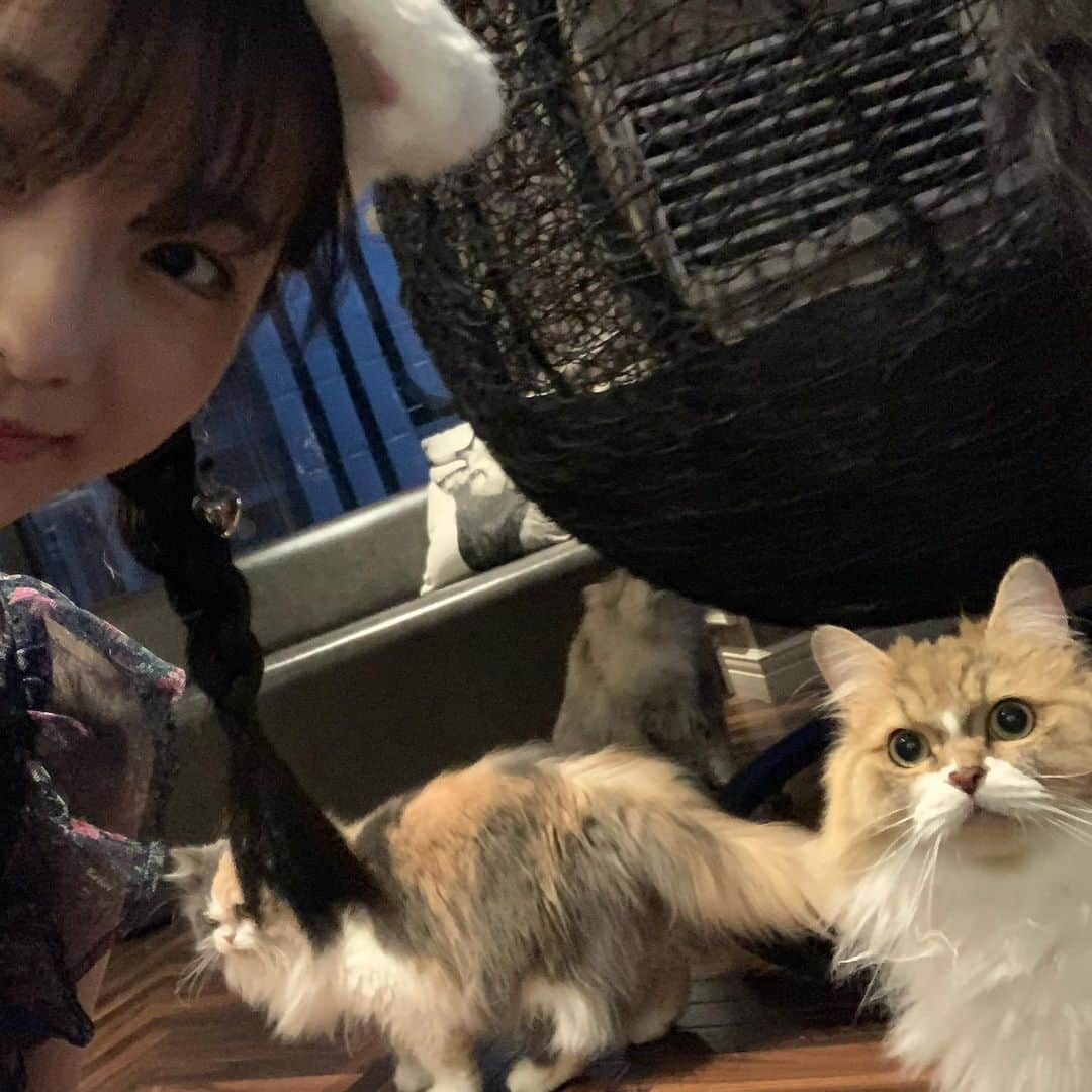 高橋恋子さんのインスタグラム写真 - (高橋恋子Instagram)「ねこみみ 🌨🦋」7月25日 16時30分 - kokko5050