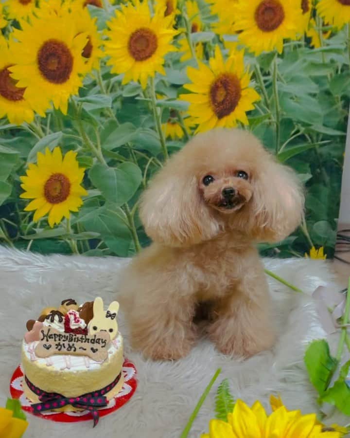 tetoyanyanのインスタグラム：「食べ放題解禁の日♡  「よし」って言えば  カメラ目線する子〜😳💕  かめしゃん♡  いつもいつでもありがとう❤️  ⁡ Camellia♡ ⁡ ⁡ ⁡ #dogstagram#dogftheday#instapet#petstagram#petoftheday#mydog#puppystagram#ig_dogphoto#petoftoday#west_dog_japan #といぷー #トイプードル #といぷーどる #toypoodle #toypoodlegram #toypoodlelove #toypoodles #toypoodlesofinstagram #toypoodlepuppy #toypoodleapricot #toypoodlered  #トイプードル🐩」