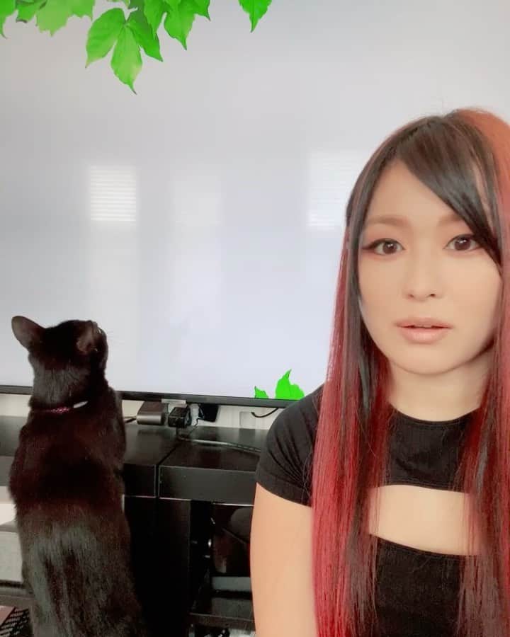 のインスタグラム：「My cat likes to watch TV more than I do.🐱📺🐾  #cats」