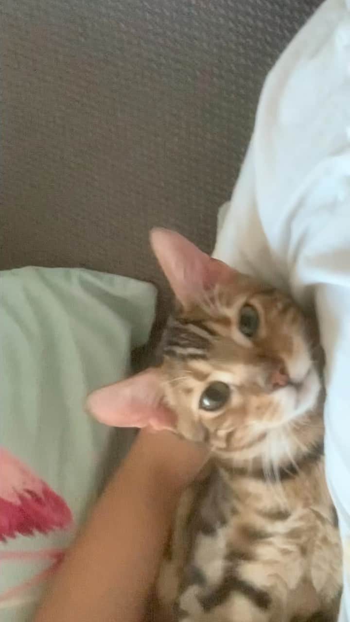 キム・ジソクのインスタグラム：「🐯sunday mood🌴」