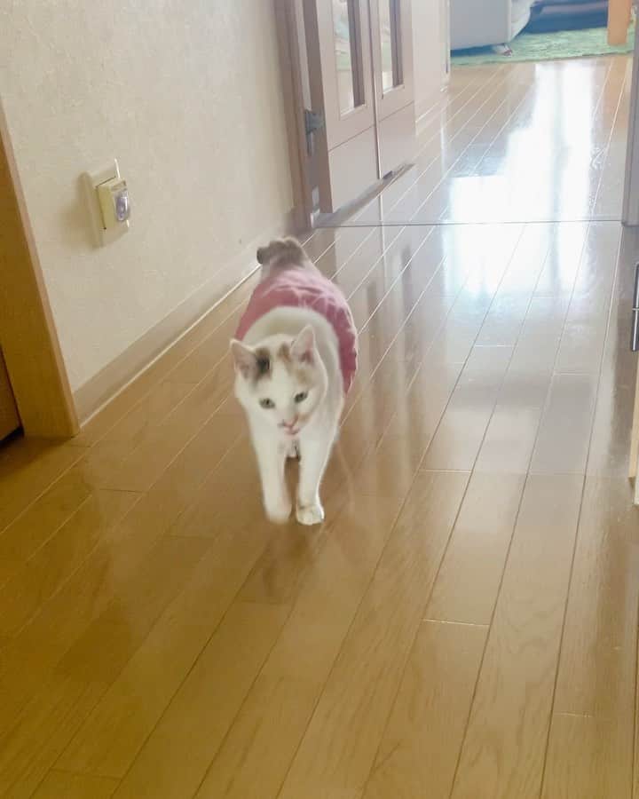 マルのインスタグラム：「🙉マル大きな声に注意してみん🎶 ₍^·͈༝·͈^ฅ ん〜ん、ん〜んっ . 昨夜は⚽️みながら、大声だしたら マルミンに叱られました😅💦 . 自分が運動神経マイナスだから スポーツ観るのが大好きで 📺オリンピックに夢中です 　#ステイホーム応援 スケートボード🛹女子決勝が楽しみ！ 柔道男子🥋大野選手の美しき所作😍 ₍^·͈༝·͈^ฅ みんにゃ頑張ってみーん💛 . コメントもありがとう、 ニヤニヤして全部読んでます😆 . . #猫動画#スカートをはいた猫 #癒し#もふもふ#猫との暮らし#おうち時間#三毛猫#猫#cat#ねこ部#ペコねこ部#にゃんすたぐらむ#ねこのきもち#ふわもこ部 #cute#ilovepets#petstagram#Instagood #catstagram#catsofinstagram」